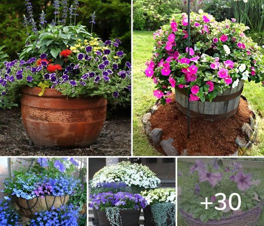 Amazing petunia: a great accent for any garden