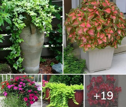 19 Best Outdoor Indirect Sunlight Plants for Containers & Shade Gardens