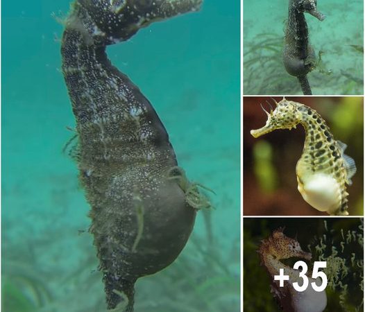 Rare Footage Captures Seahorse Birthing Hundreds of Babies in the Wild