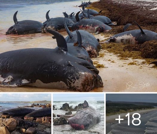 Rescuers Race Against Time to Save 230 Whales Stranded on Tasmanian Beach