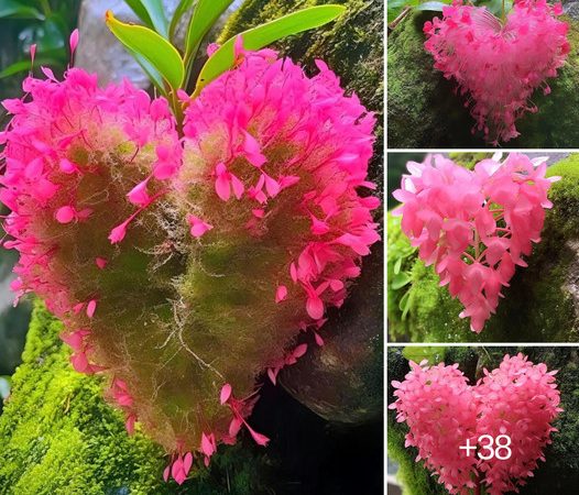 Captivating Beauty: The Enchanting World of Heart-Shaped Flowers