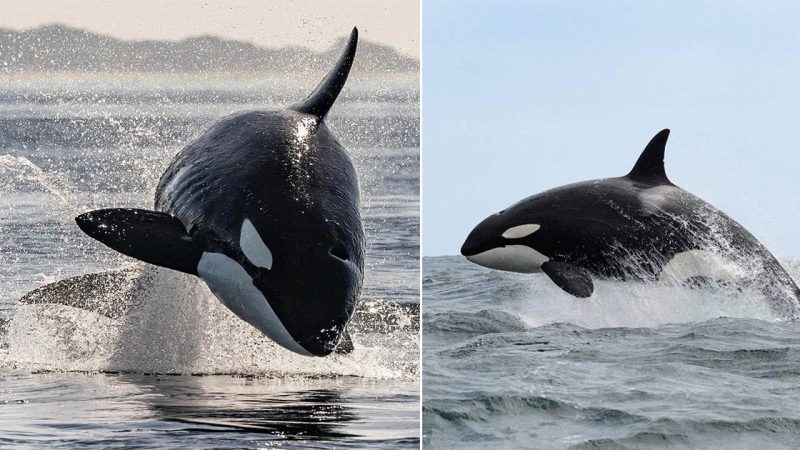 Killer Whales: Masters of the Ocean Realm