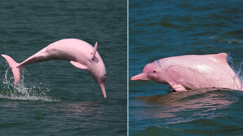 The Enigmatic Charm of Pink Dolphins