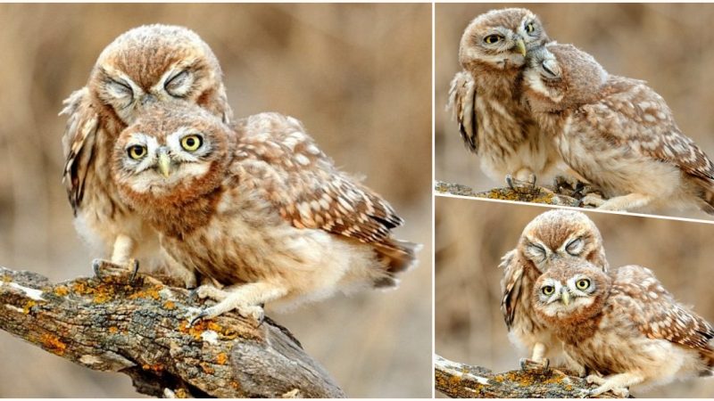 Owl Love: Adorable Owlets Share a Sweet Moment in Northern Israel