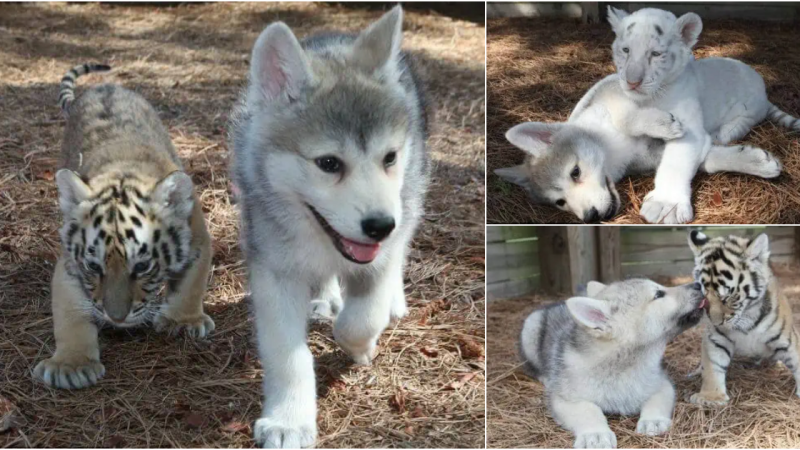 This Baby Wolf And Baby Tiger Became Best Friends, Proving That Anything Is Possible