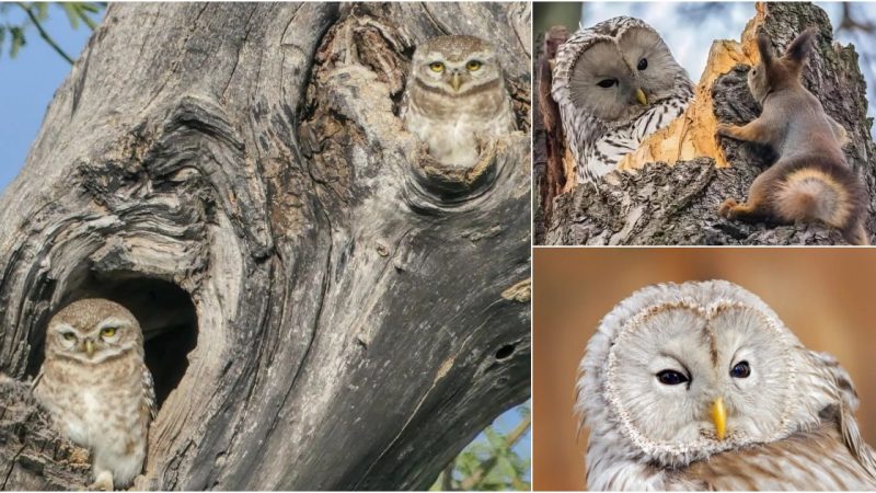 The Top 15 Cutest Owls in the World