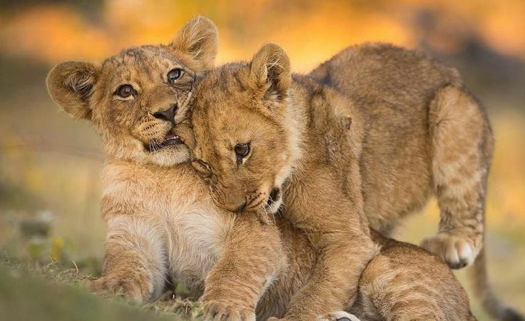 Discover the World of Baby Lions: More Than Just Savanna Princes