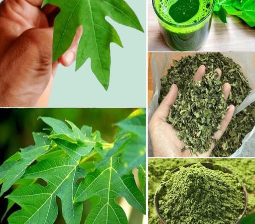 Unlock the Super Power of Papaya Leaf Tea: Benefits for Your Health